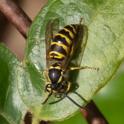 Vespula maculifrons (Eastern Yellowjacket).jpg